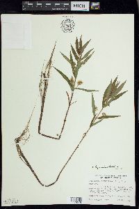 Lysimachia thyrsiflora image