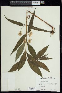 Lysimachia thyrsiflora image