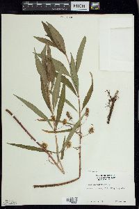 Lysimachia thyrsiflora image