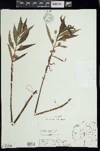 Lysimachia thyrsiflora image