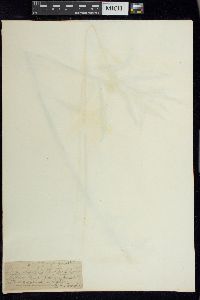 Lysimachia thyrsiflora image