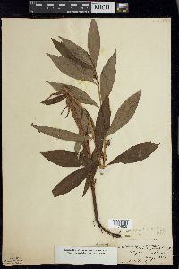 Lysimachia thyrsiflora image