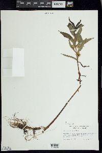 Lysimachia thyrsiflora image