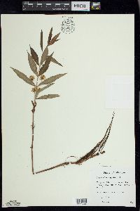 Lysimachia thyrsiflora image