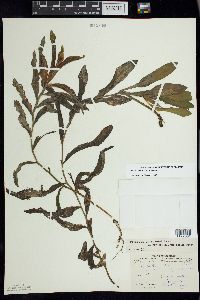 Potamogeton alpinus image