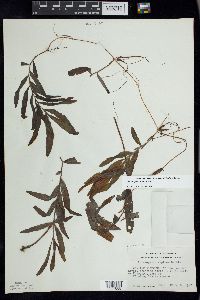 Potamogeton alpinus image