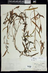 Potamogeton alpinus image