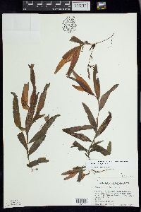 Potamogeton alpinus image