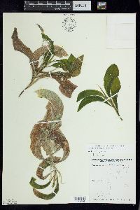 Potamogeton amplifolius image