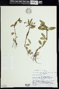 Veronica beccabunga var. americana image