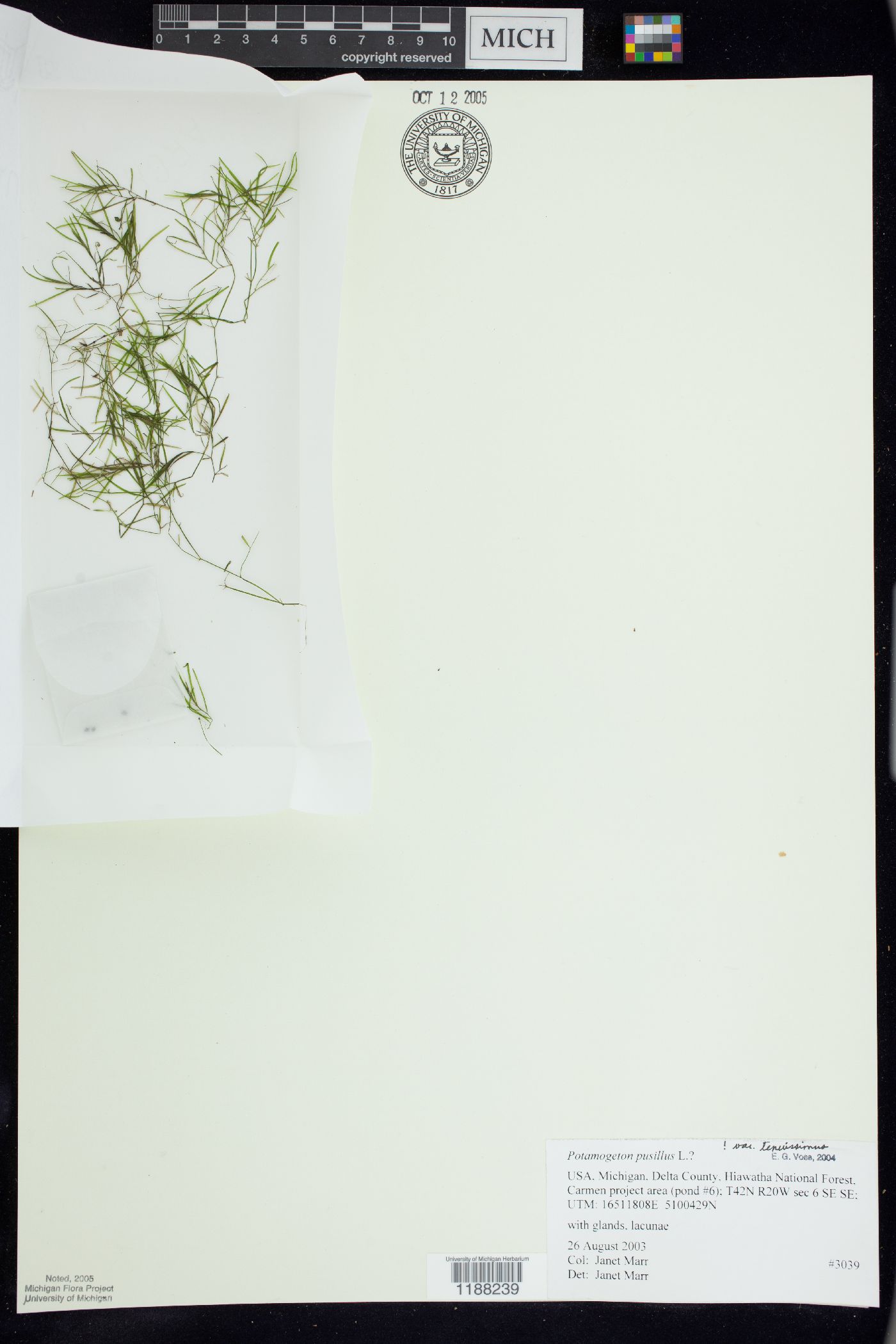 Potamogeton berchtoldii image