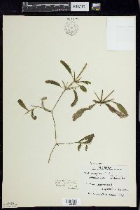 Potamogeton illinoensis image