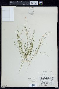 Stuckenia filiformis image