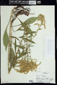 Solidago juncea image