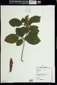 Alnus incana image