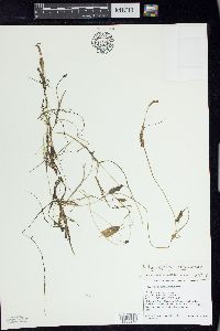 Potamogeton oakesianus image