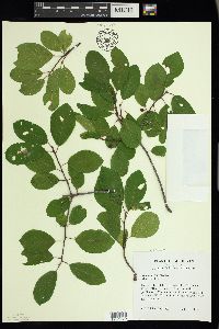 Frangula alnus image