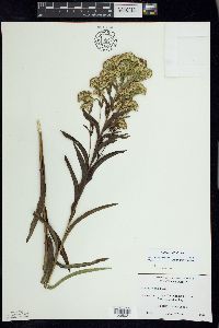 Solidago riddellii image