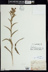 Solidago riddellii image