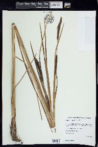 Typha angustifolia image