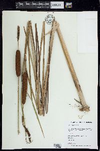 Typha angustifolia image