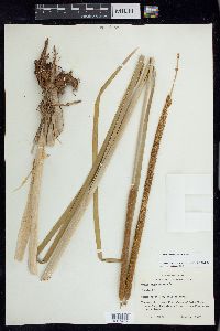 Typha domingensis image