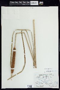 Typha domingensis image