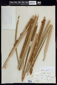 Typha domingensis image