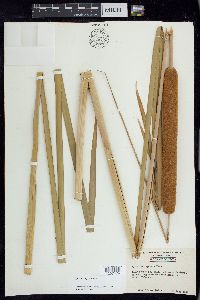 Typha domingensis image