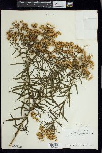 Euthamia graminifolia image