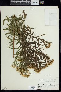 Euthamia graminifolia image