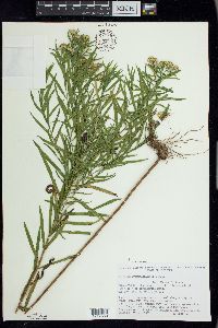 Euthamia graminifolia image