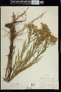 Euthamia graminifolia image