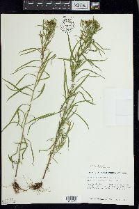 Euthamia graminifolia image