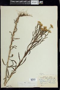 Euthamia graminifolia image