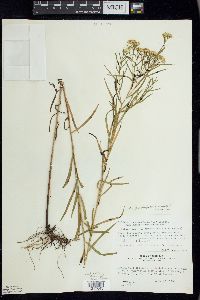 Euthamia caroliniana image