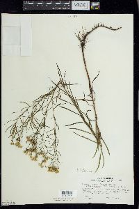 Euthamia caroliniana image