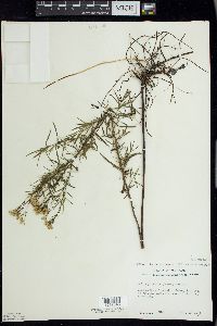 Euthamia caroliniana image