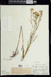 Euthamia caroliniana image