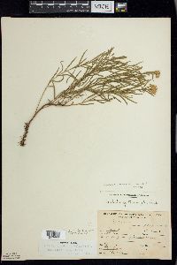 Euthamia caroliniana image