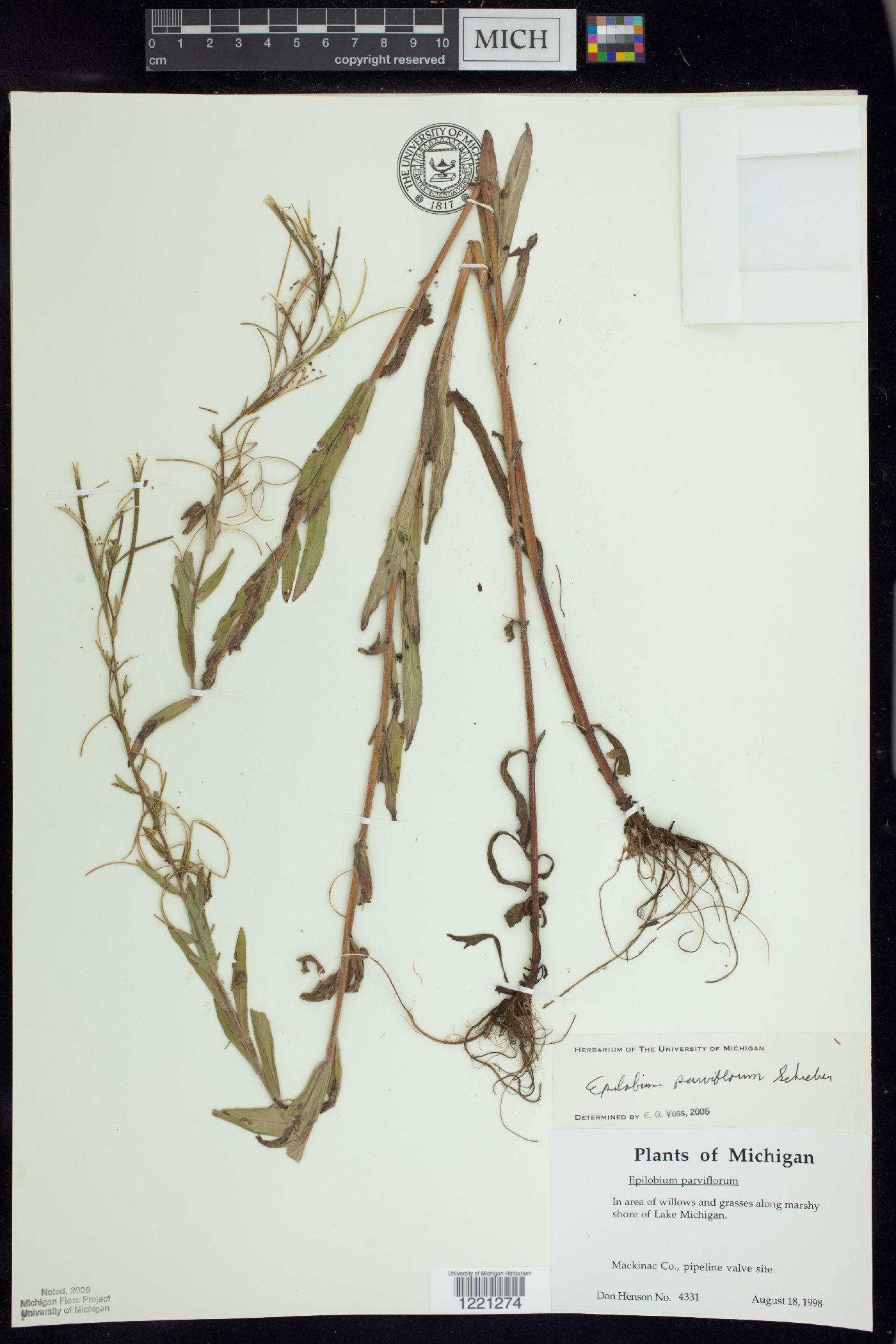 Epilobium parviflorum image