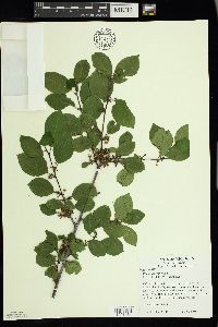 Frangula alnus image