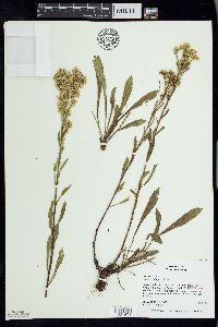 Solidago simplex image