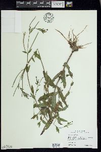 Epilobium parviflorum image