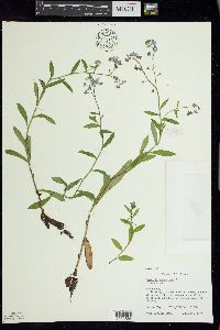 Myosotis scorpioides image