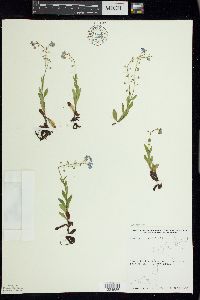 Myosotis scorpioides image