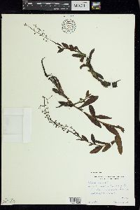 Myosotis scorpioides image