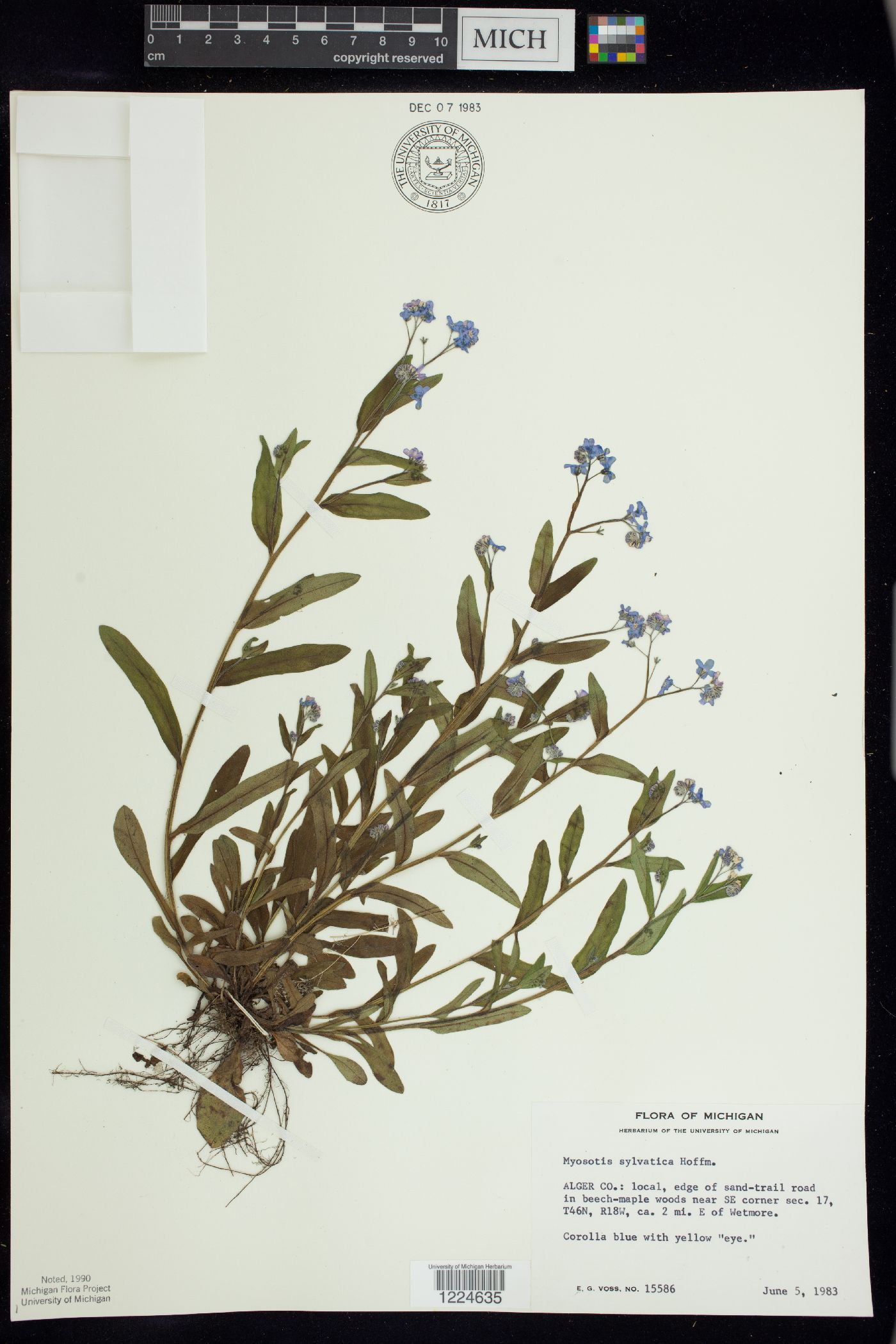 Myosotis sylvatica image