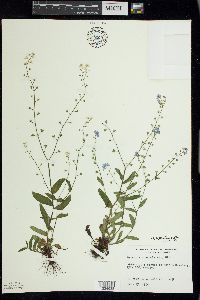 Myosotis sylvatica image