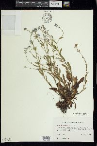 Myosotis sylvatica image